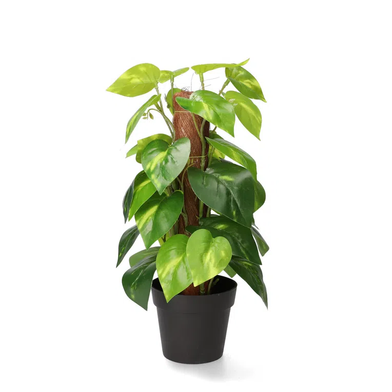 Roślina sztuczna TROPICAL ZONE Epipremnum z palikiem 38 cm