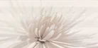 GLAZURA AVANGARDE WHITE INSERTO FLOWER GLOSSY 29,7X60 OPOCZNO