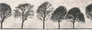 Dekor Willow Sky inserto tree mat rectified 29x89 Opoczno